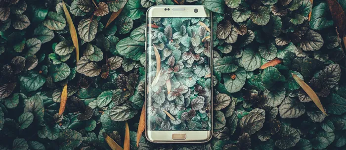Smartphone liegt auf einem Bett aus grünen Blättern und spiegelt dieselben Blätter auf seinem Bildschirm wider.