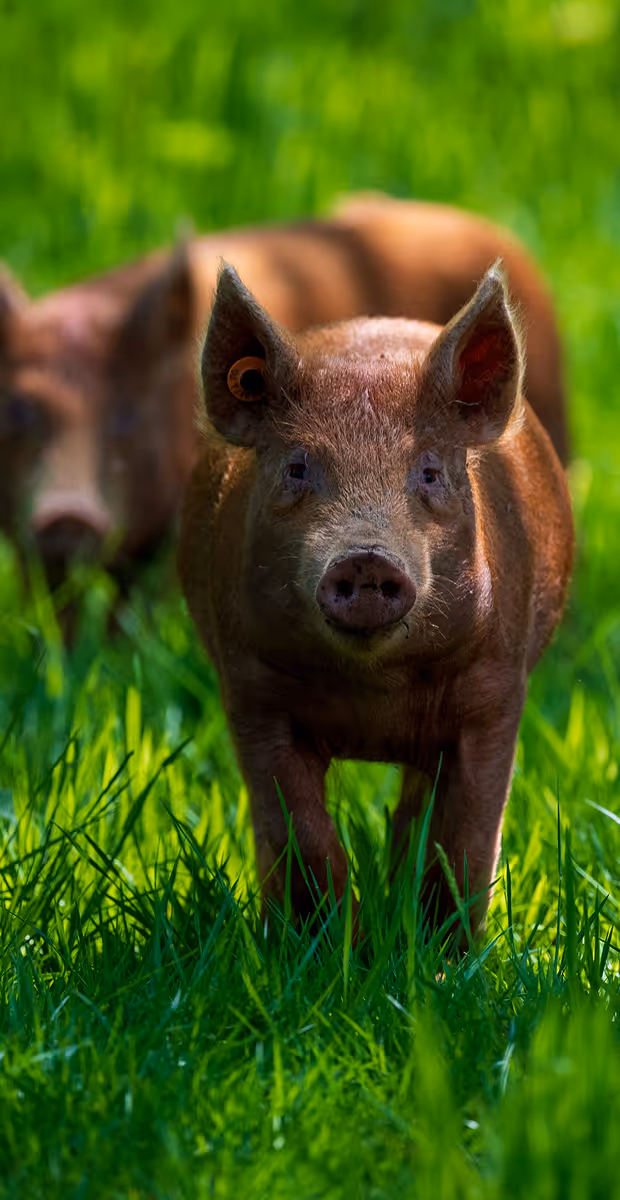 Two brown pigs standing on vibrant green grass with one pig in sharp focus and the other blurred in the background.