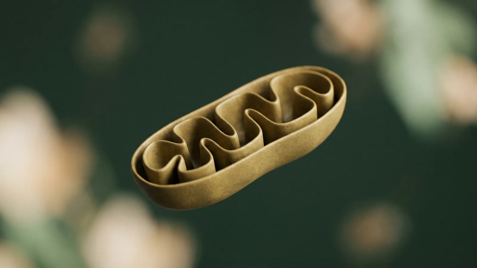 Why NAD+ Declines With Age: Mitochondria, DNA Repair and Sirtuins