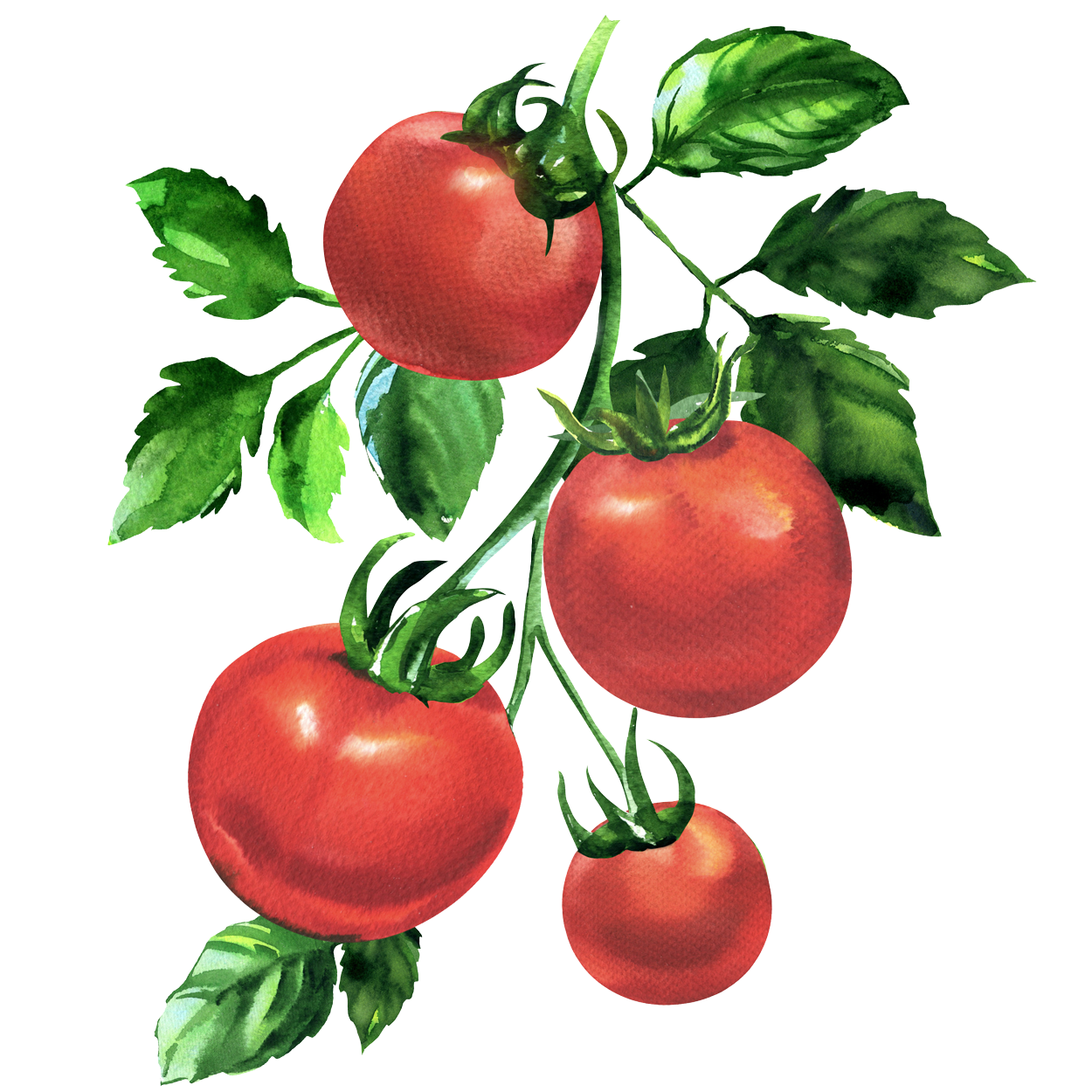 Watercolor illustration of a vine of ripe red tomatoes with green leaves
