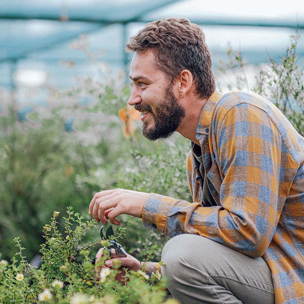 Man with beard and checkered shirt crouching and pruning green plants in a garden.