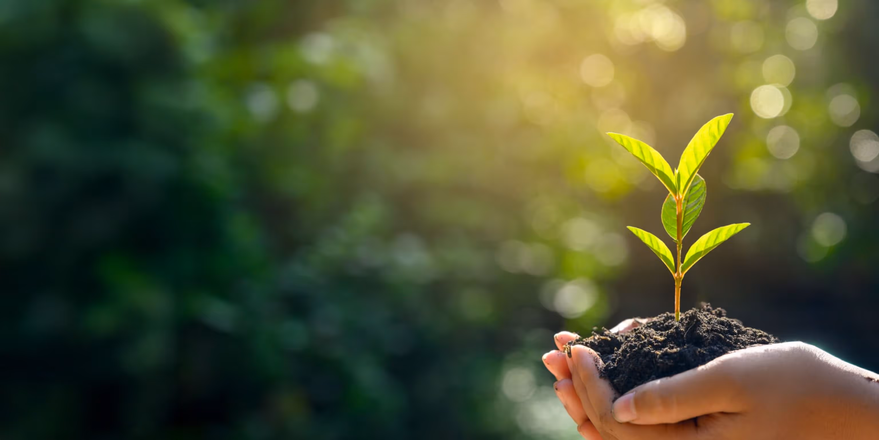 Sapling being held in a hand