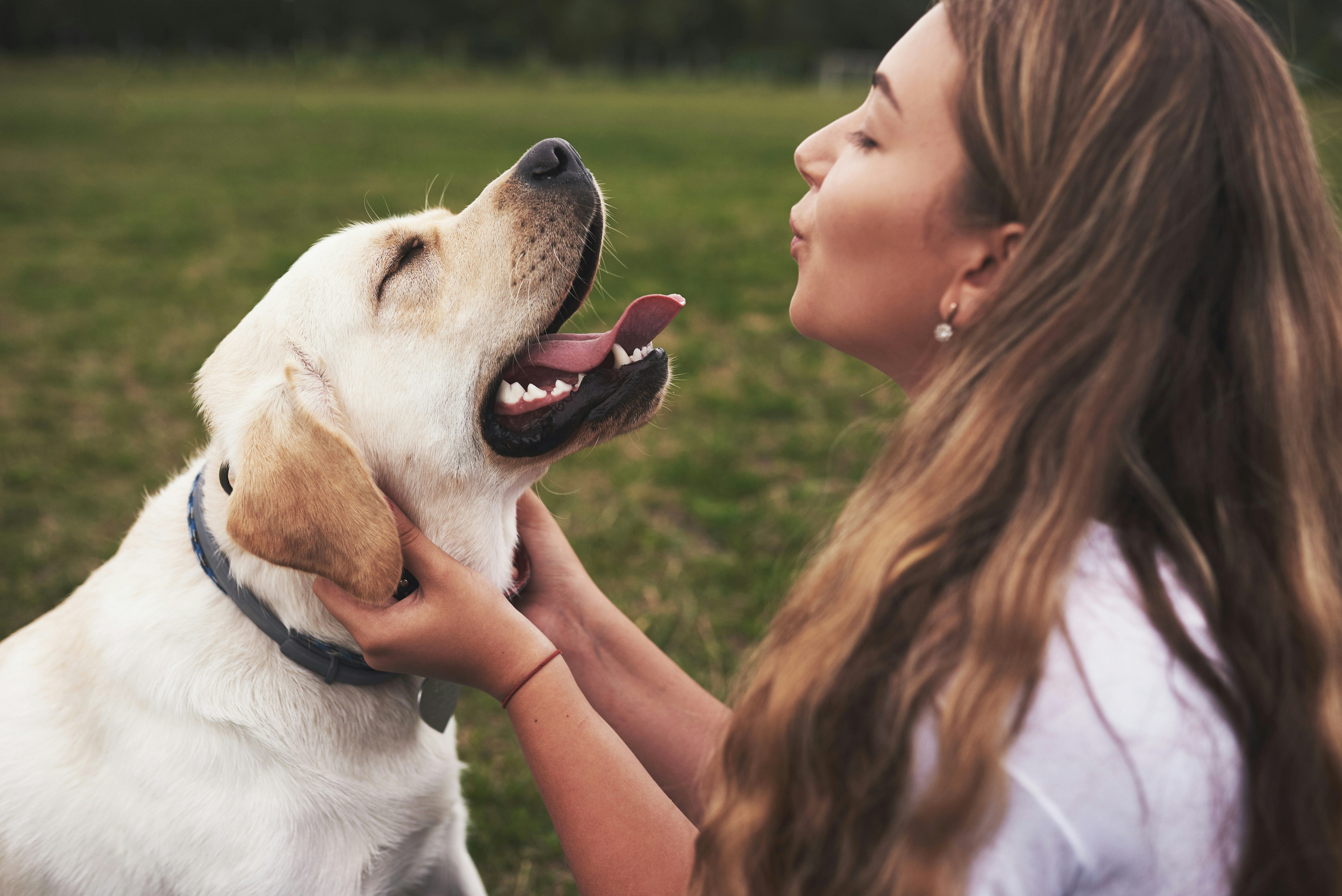 person with dog stock image
