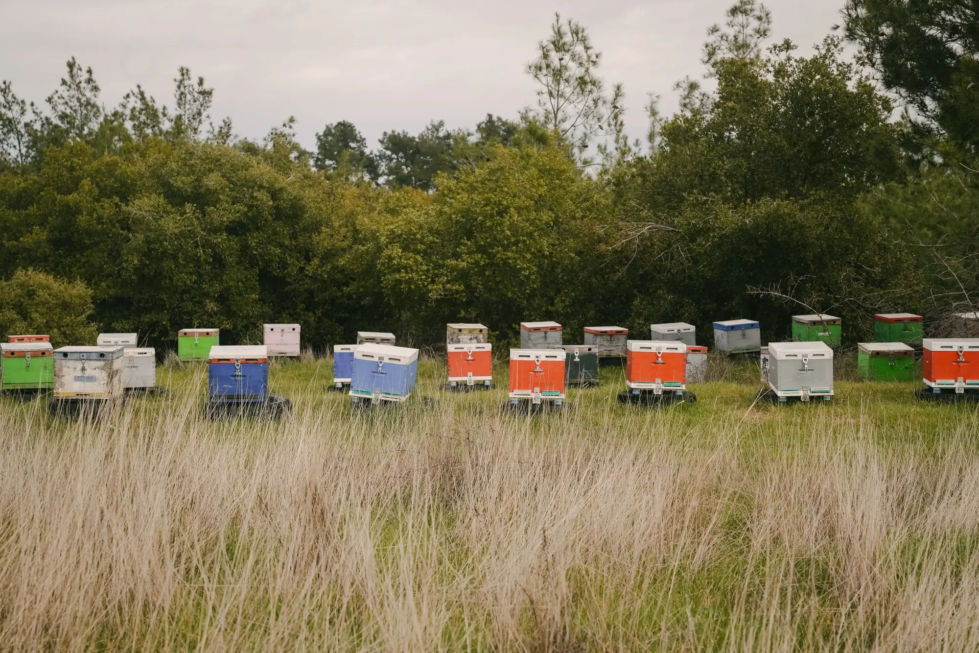Multiple colorful beehives arranged in a grassy field near dense green trees under a cloudy sky.