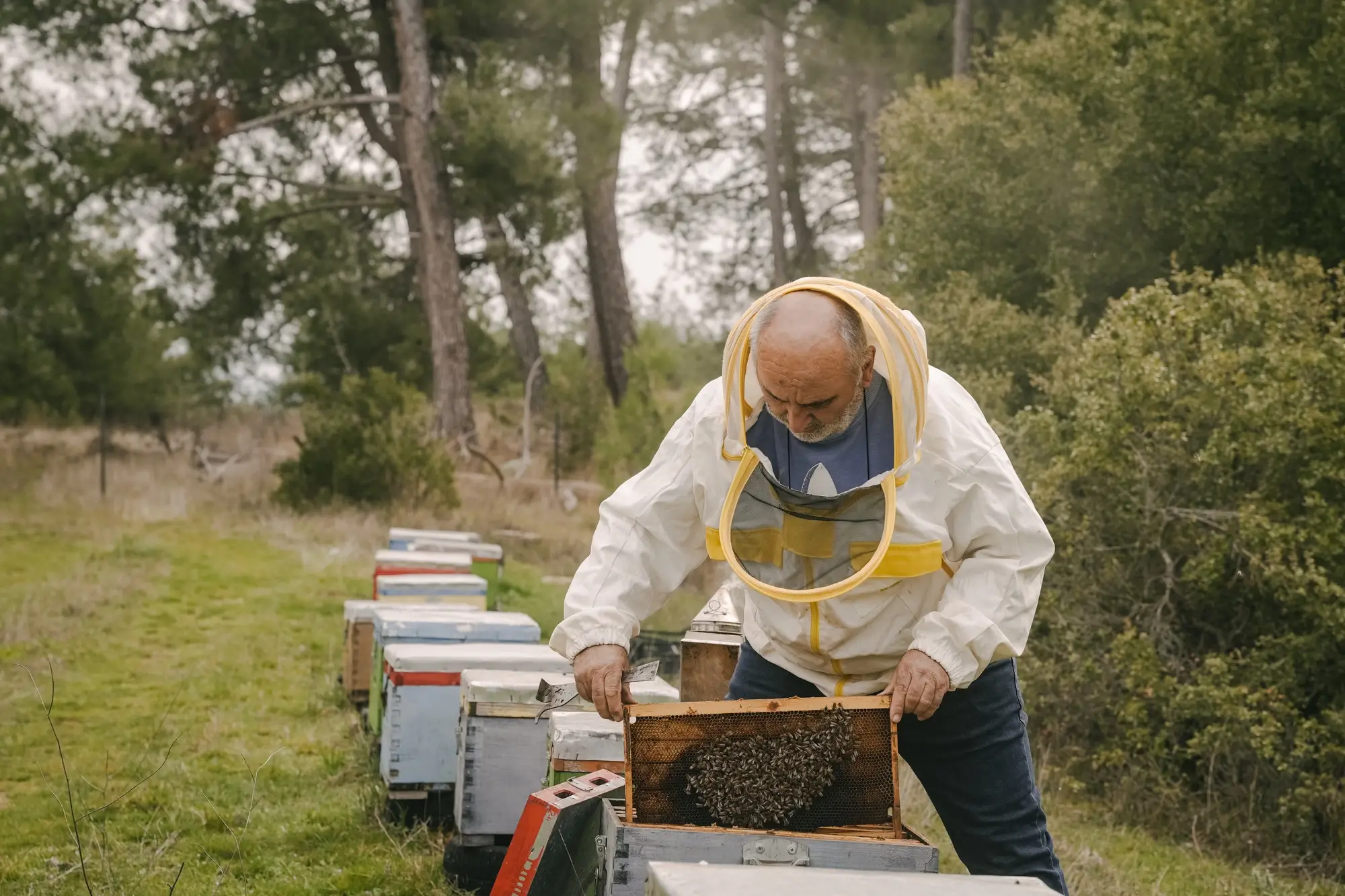 Beekeeper wearing protective clothing inspecting a honeycomb frame with bees in an apiary surrounded by trees.