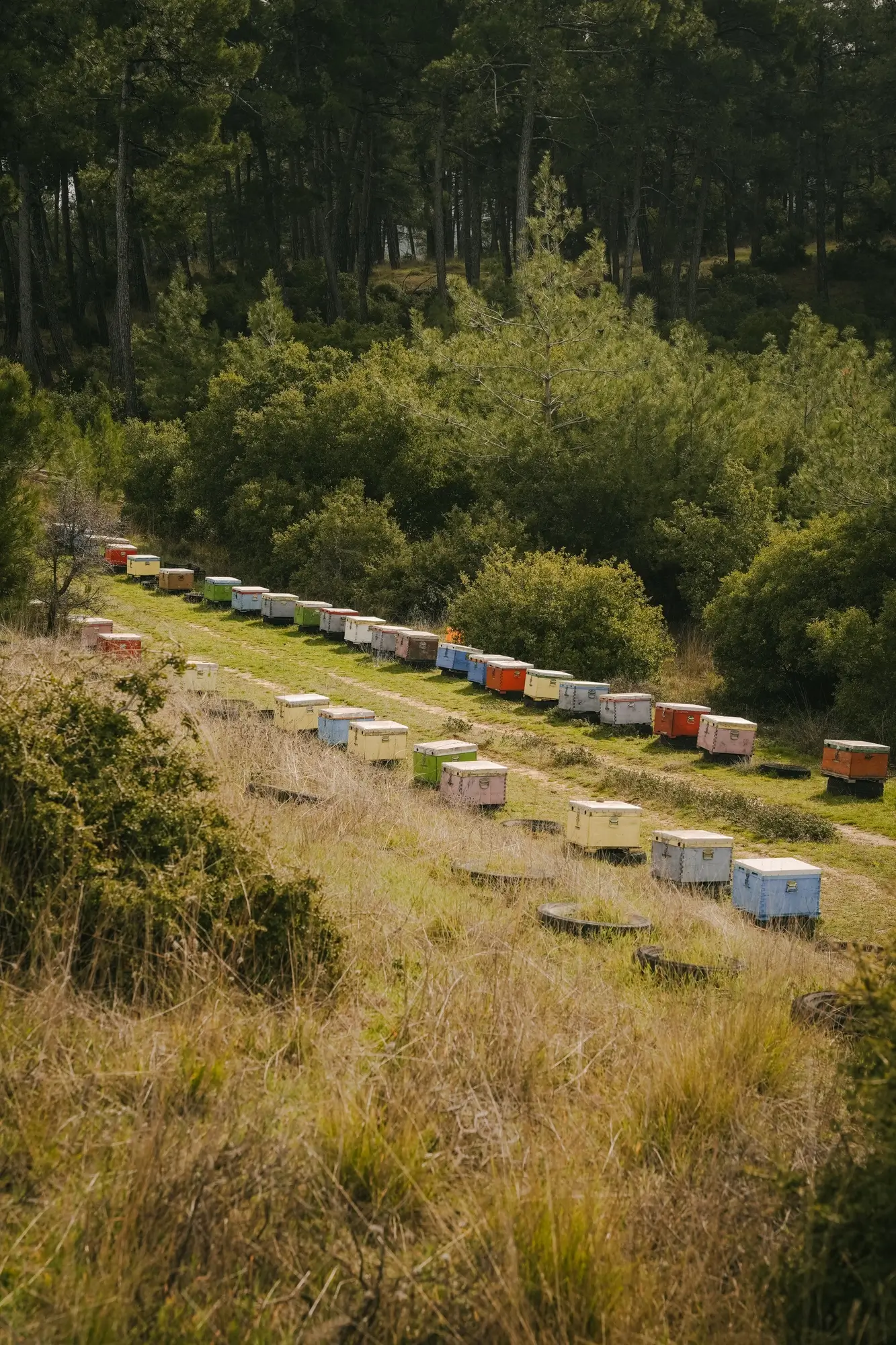 Rows of colorful beehives set along a grassy path in a forested area with tall trees and dense bushes.