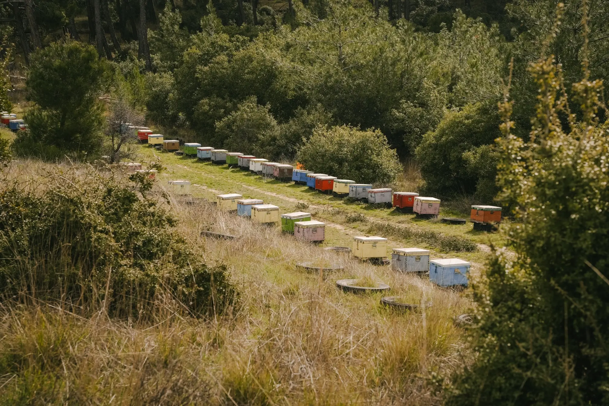 Rows of colorful beehives in a grassy field near dense trees.