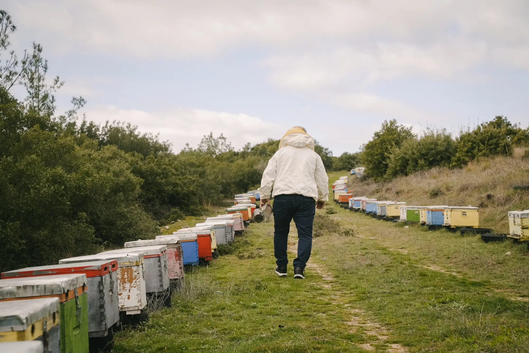 Beekeeper in protective clothing walking between rows of colorful beehives in a green field.