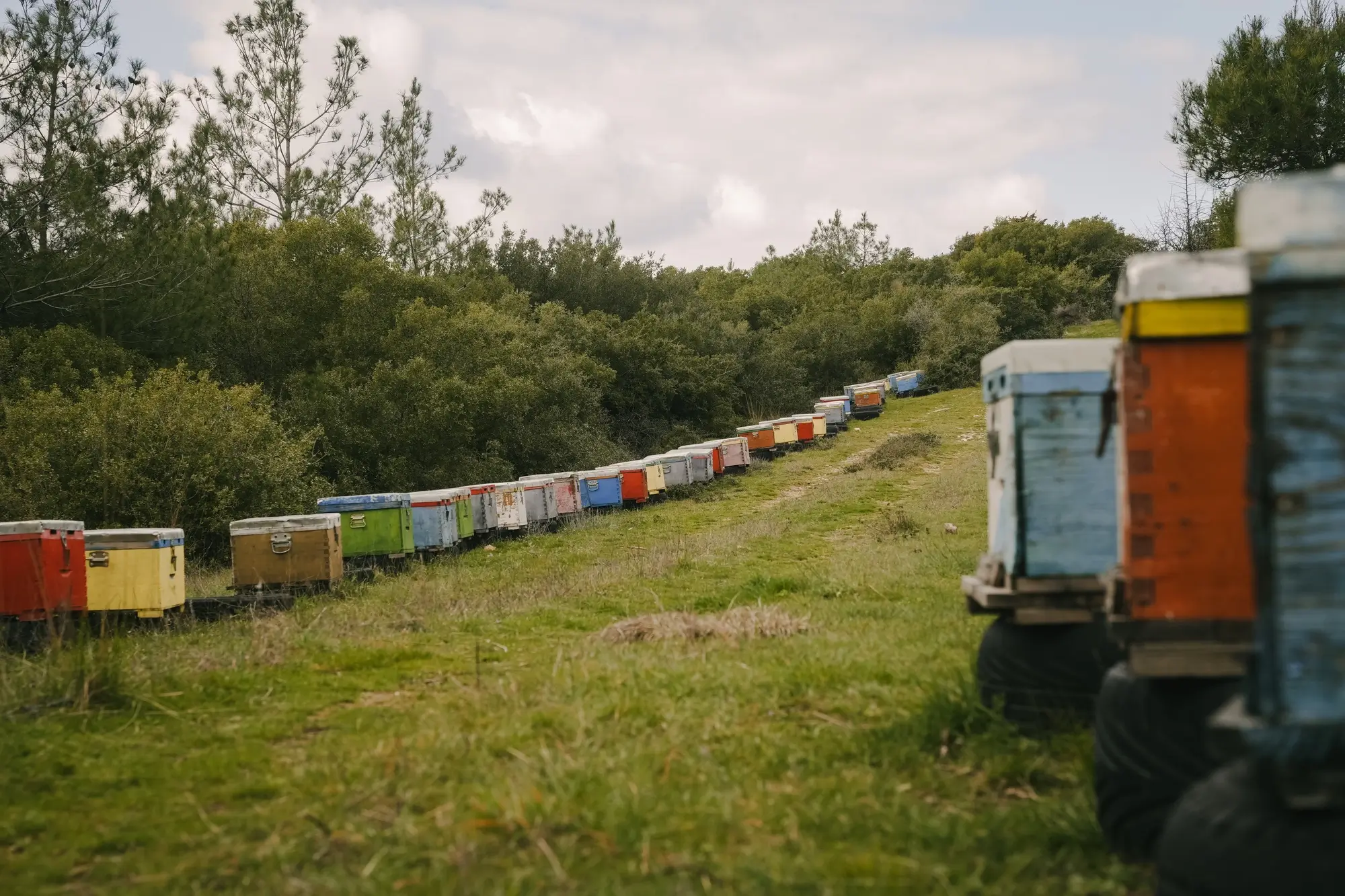 Row of colorful beehives on a grassy hill surrounded by trees under a cloudy sky.