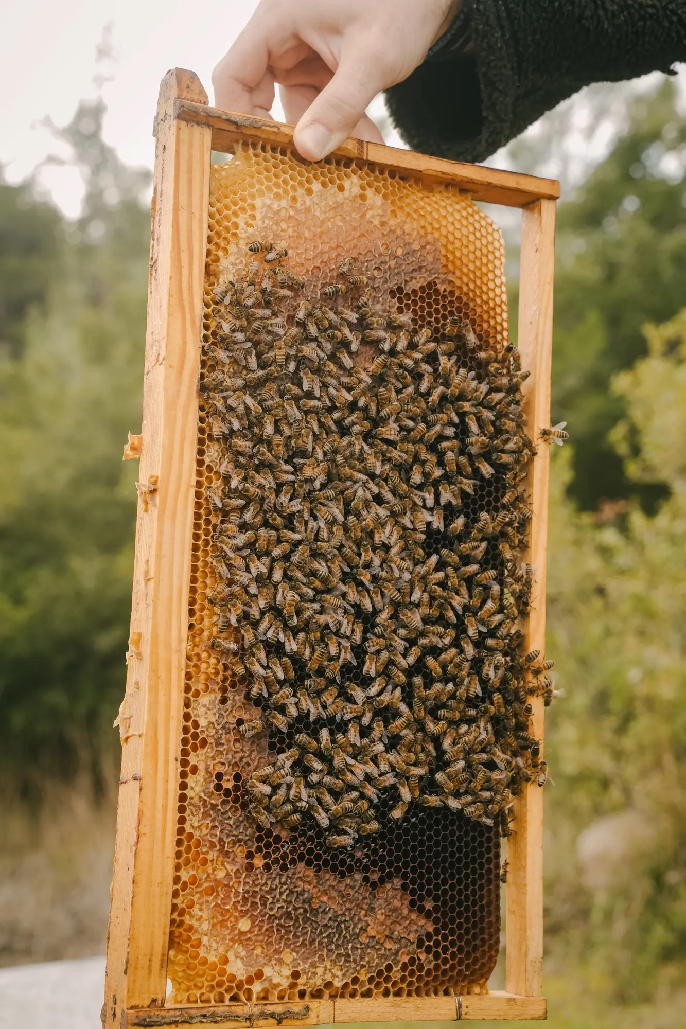 Hand holding a wooden frame covered with honeycomb and a cluster of bees outdoors.