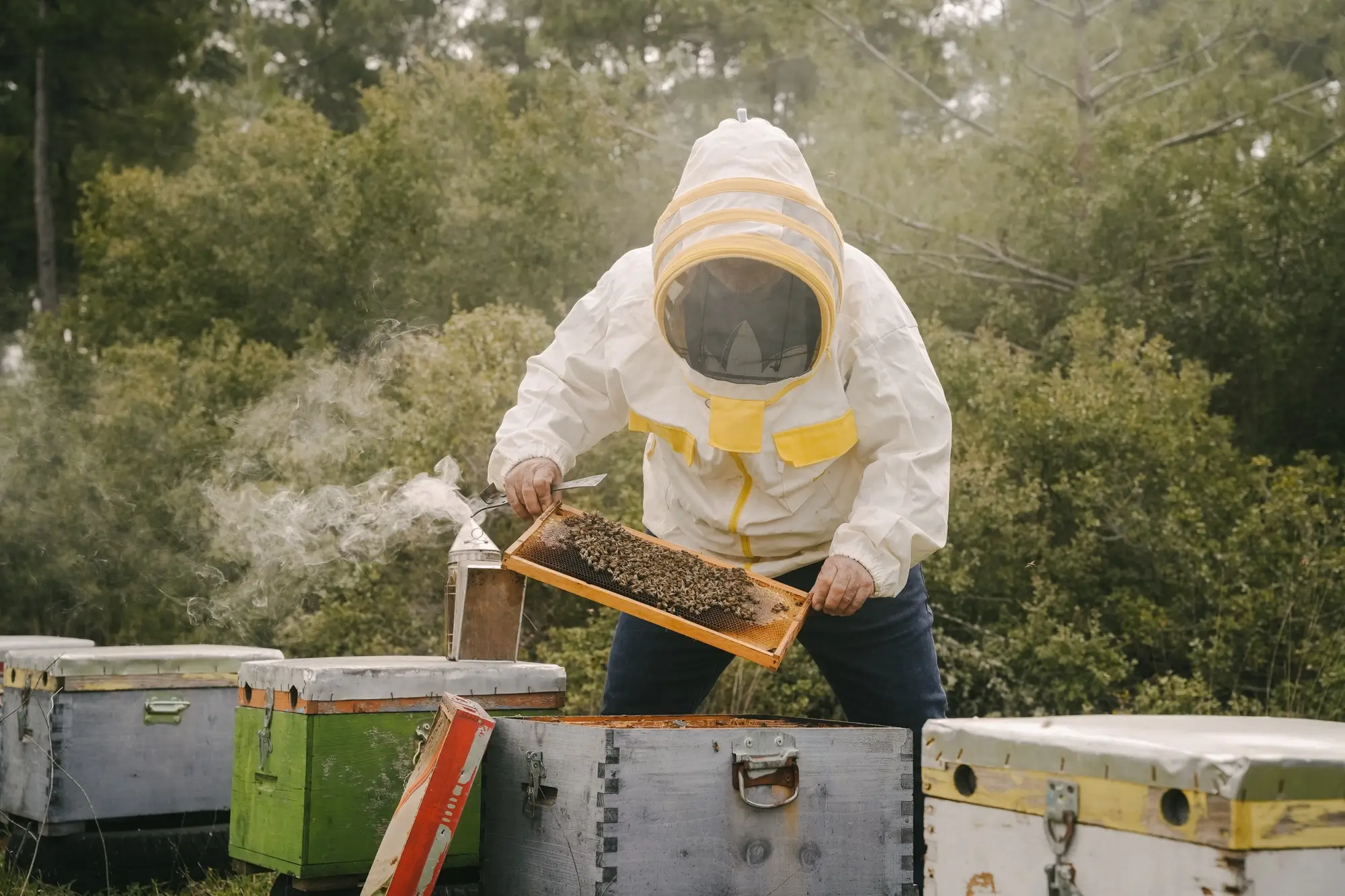 Beekeeper in protective gear inspecting a honeycomb frame near beehives outdoors with smoke.