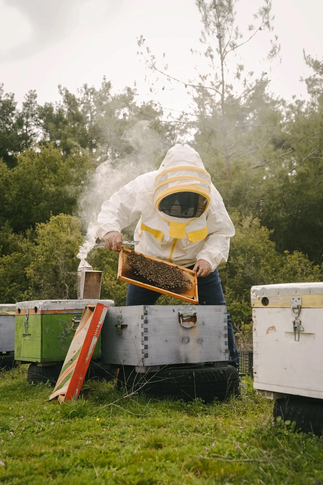 Beekeeper in protective clothing inspecting a honeycomb frame with bees near several beehives in a grassy area.