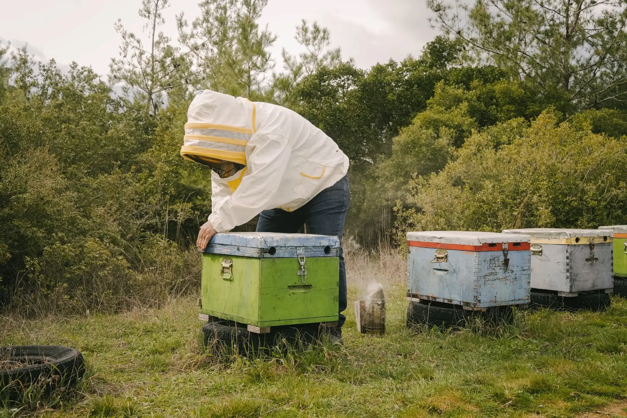 A beekeeper in protective clothing tending to colorful beehives outdoors surrounded by trees.