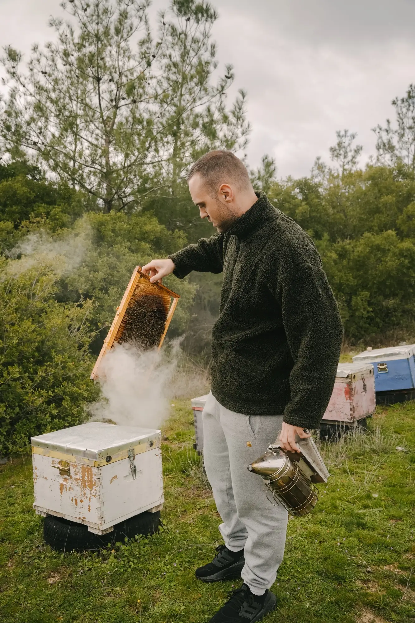 Man inspecting a beehive frame with bees, holding a smoker in a green outdoor area with multiple beehive boxes.