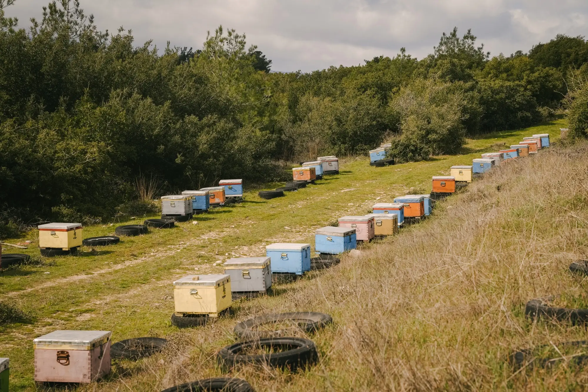 Rows of colorful beehives on grass surrounded by trees in a natural apiary setting.