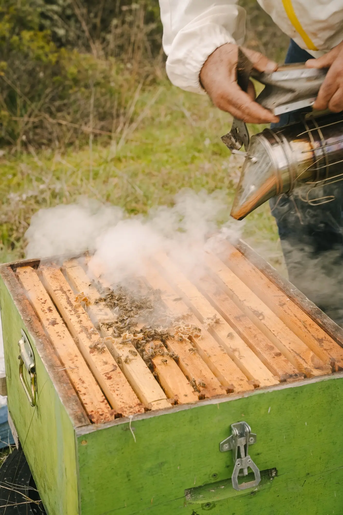 Beekeeper using a smoker to calm bees on a green beehive outdoors.