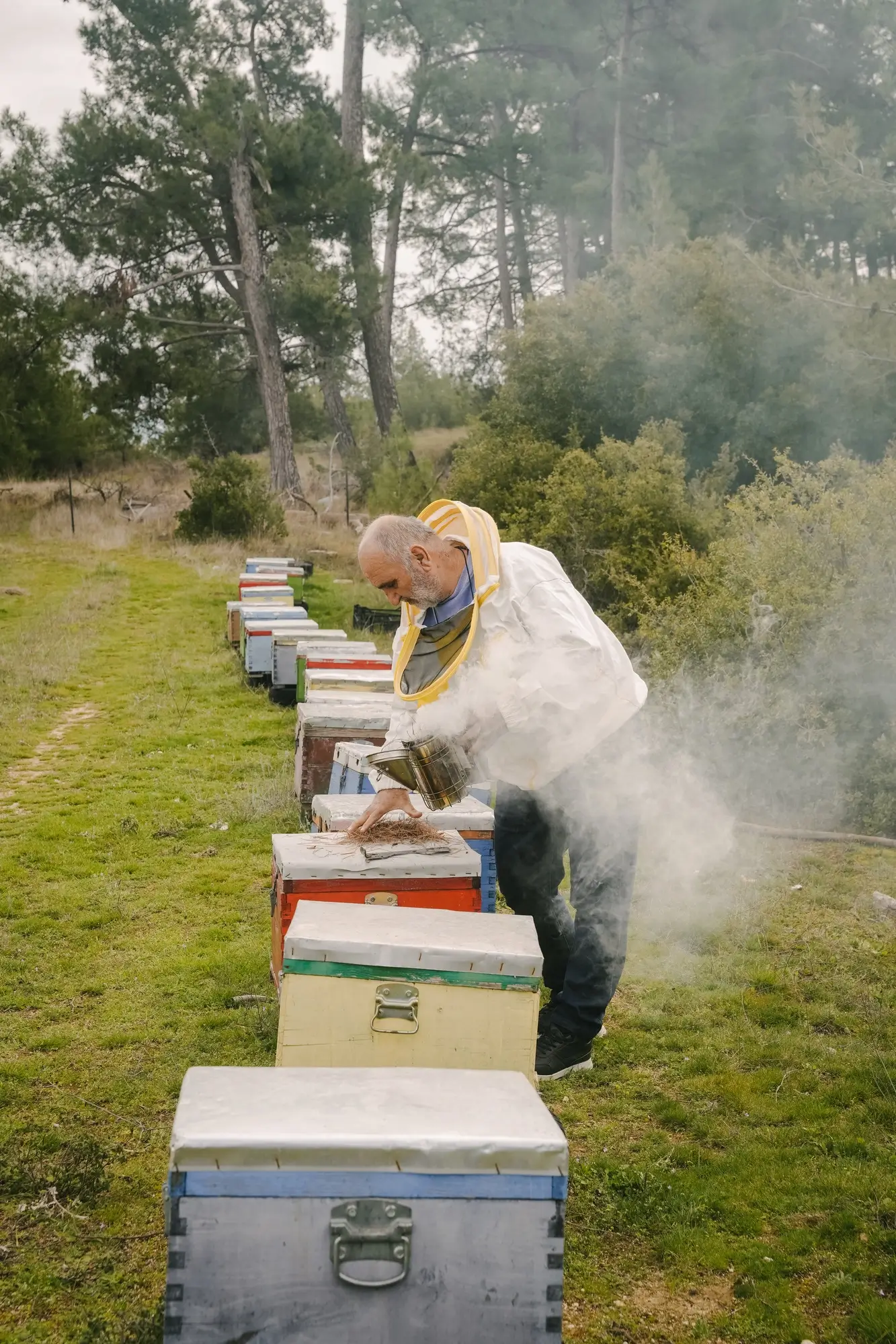 Beekeeper wearing protective clothing using a smoker on a row of colorful beehives in a forest clearing.