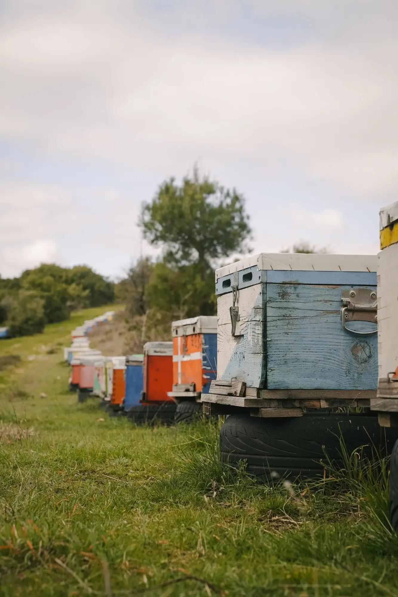 Row of colorful beehives placed on tires in a grassy field with trees in the background under a cloudy sky.