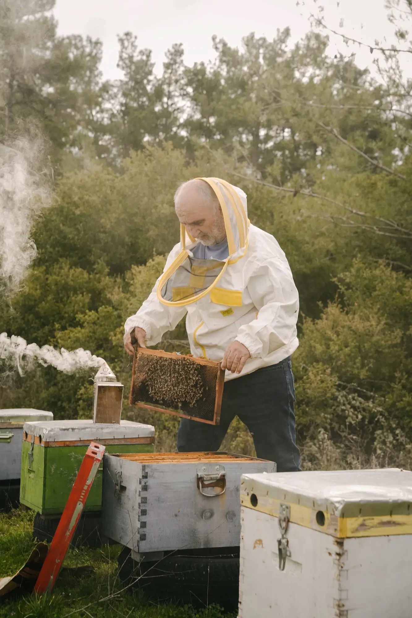 Beekeeper in protective clothing inspecting a honeycomb frame with bees near beehives in a wooded area.