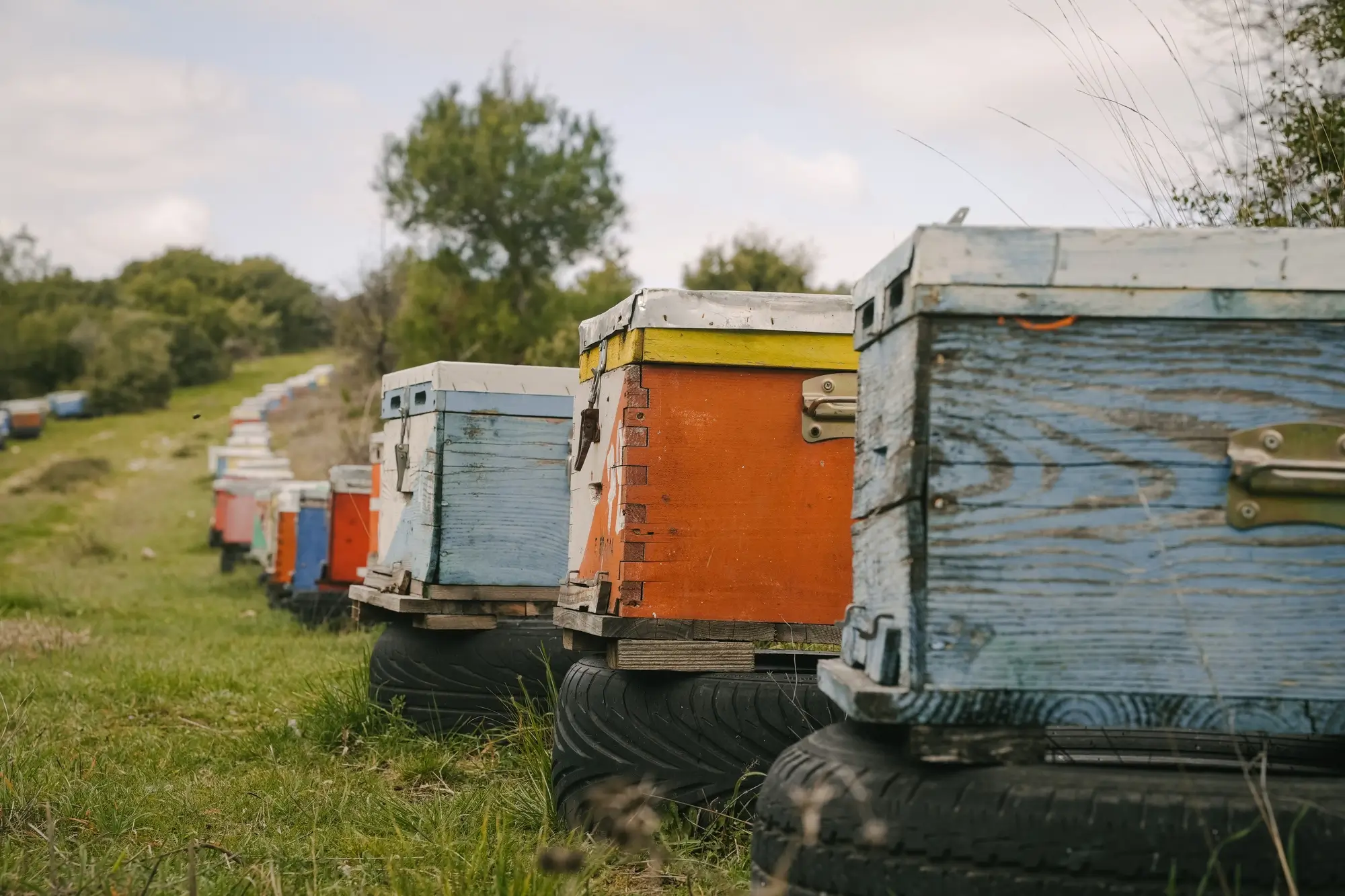 Row of colorful wooden beehives placed on old tires in a grassy field with trees in the background.