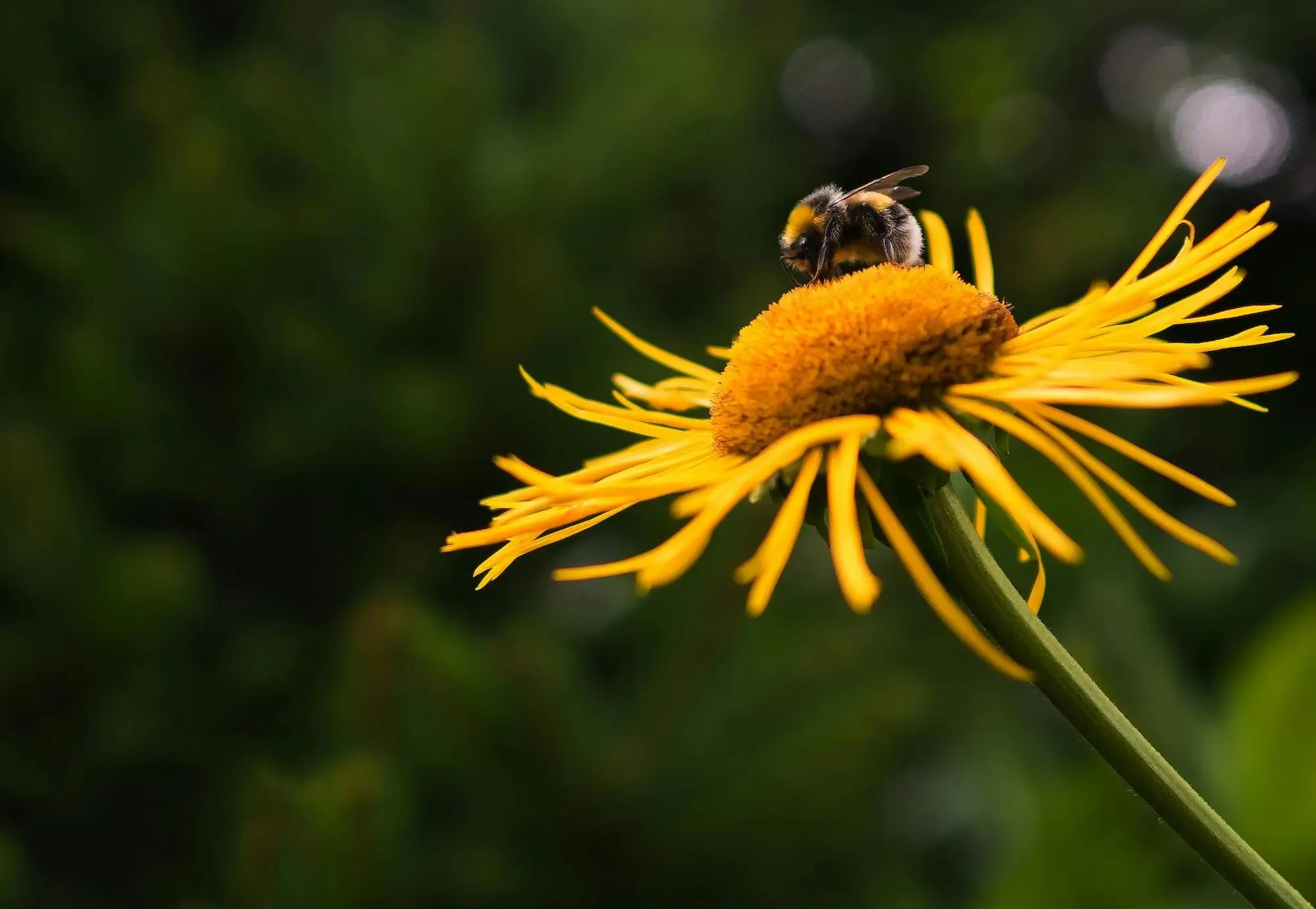 Bumblebee pollinating a yellow flower with long petals against a blurred green background.