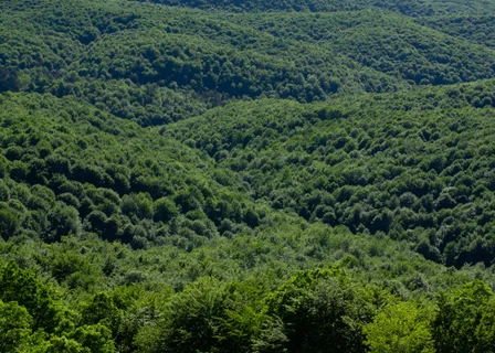 Dense forest with various shades of green covering rolling hills extending into the distance.