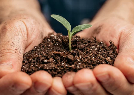 Hands cupping soil with a small green seedling sprouting from it.
