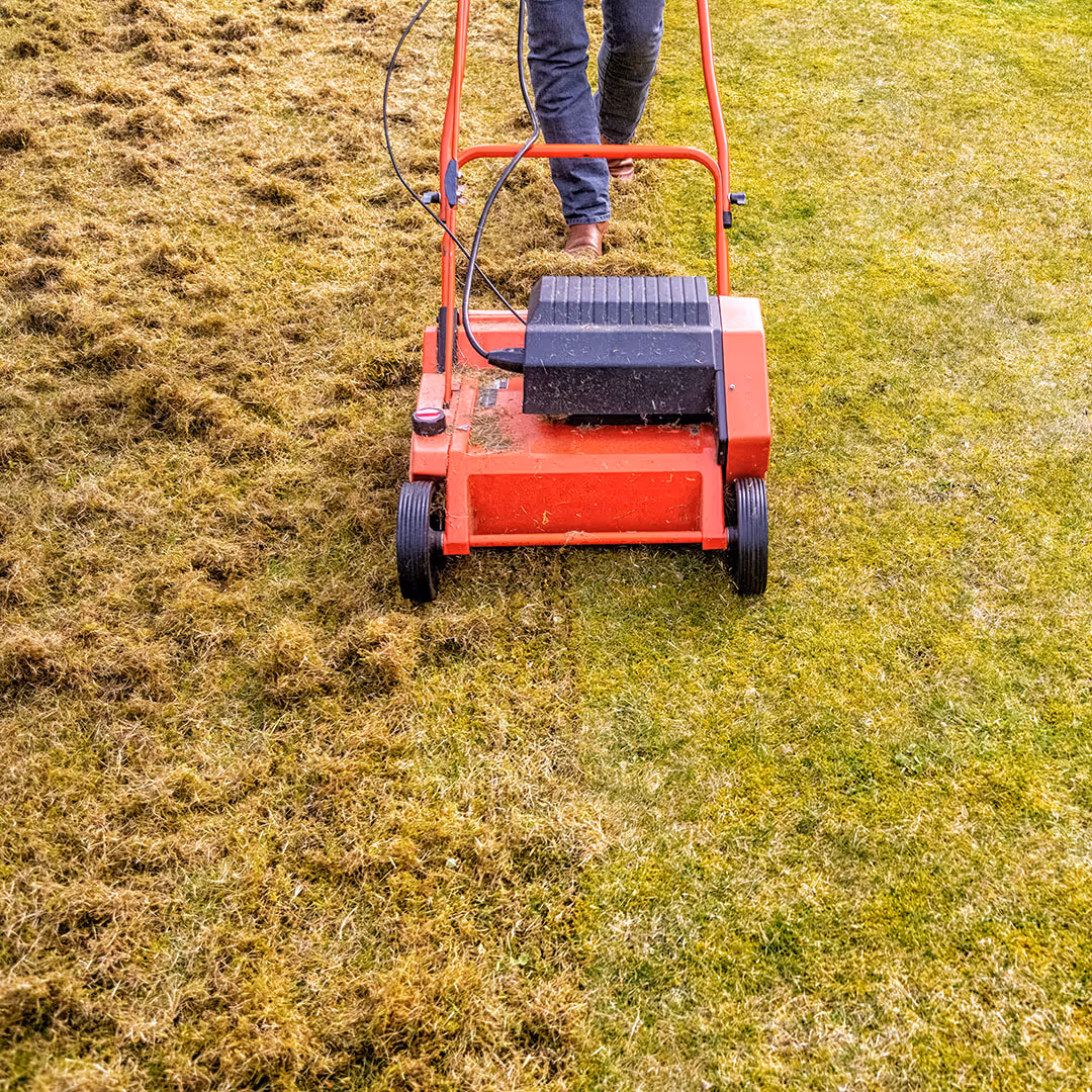 Dethatching and lawn restoration services in Wisconsin