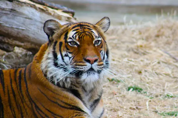 A photo of a tiger at the Tulsa Zoo