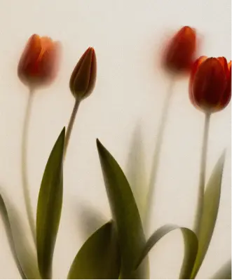 Tulipani rossi — il percorso personalizzato di cura della pelle in ARCHIVIA, dalla prenotazione al monitoraggio