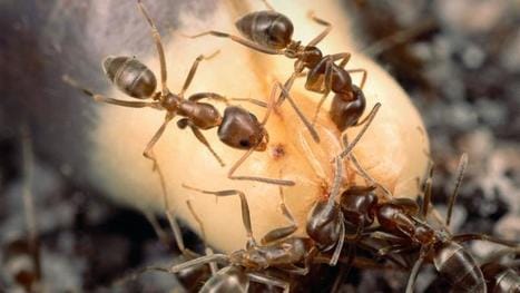 infestation fourmi appartement