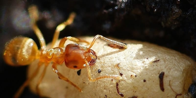 infestation a paris de fourmi
