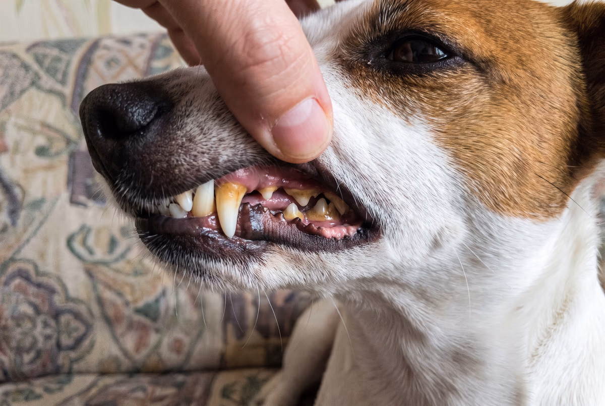 Vorher: Zahnstein beim Jack Russell Terrier