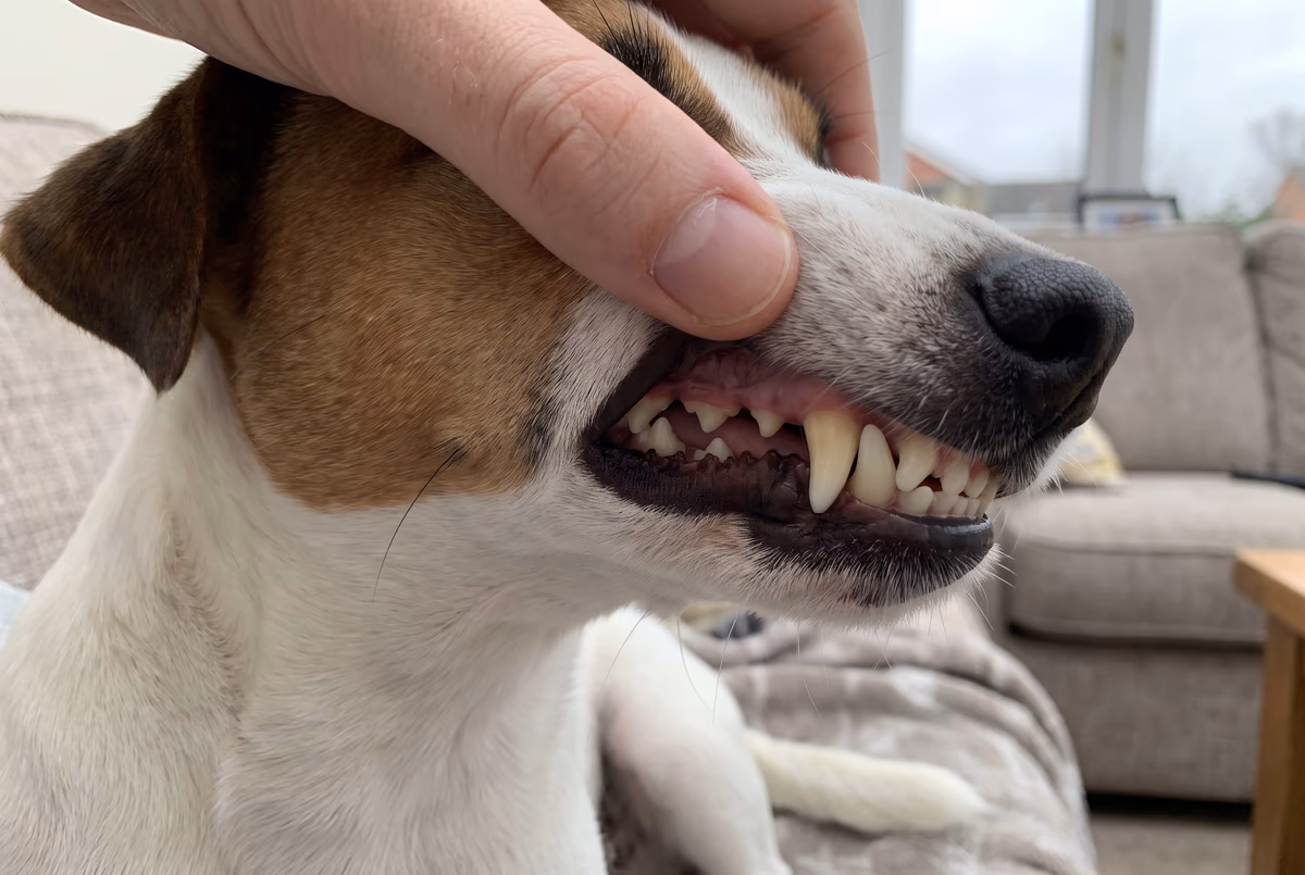 Nachher: saubere Zähne beim Jack Russell Terrier