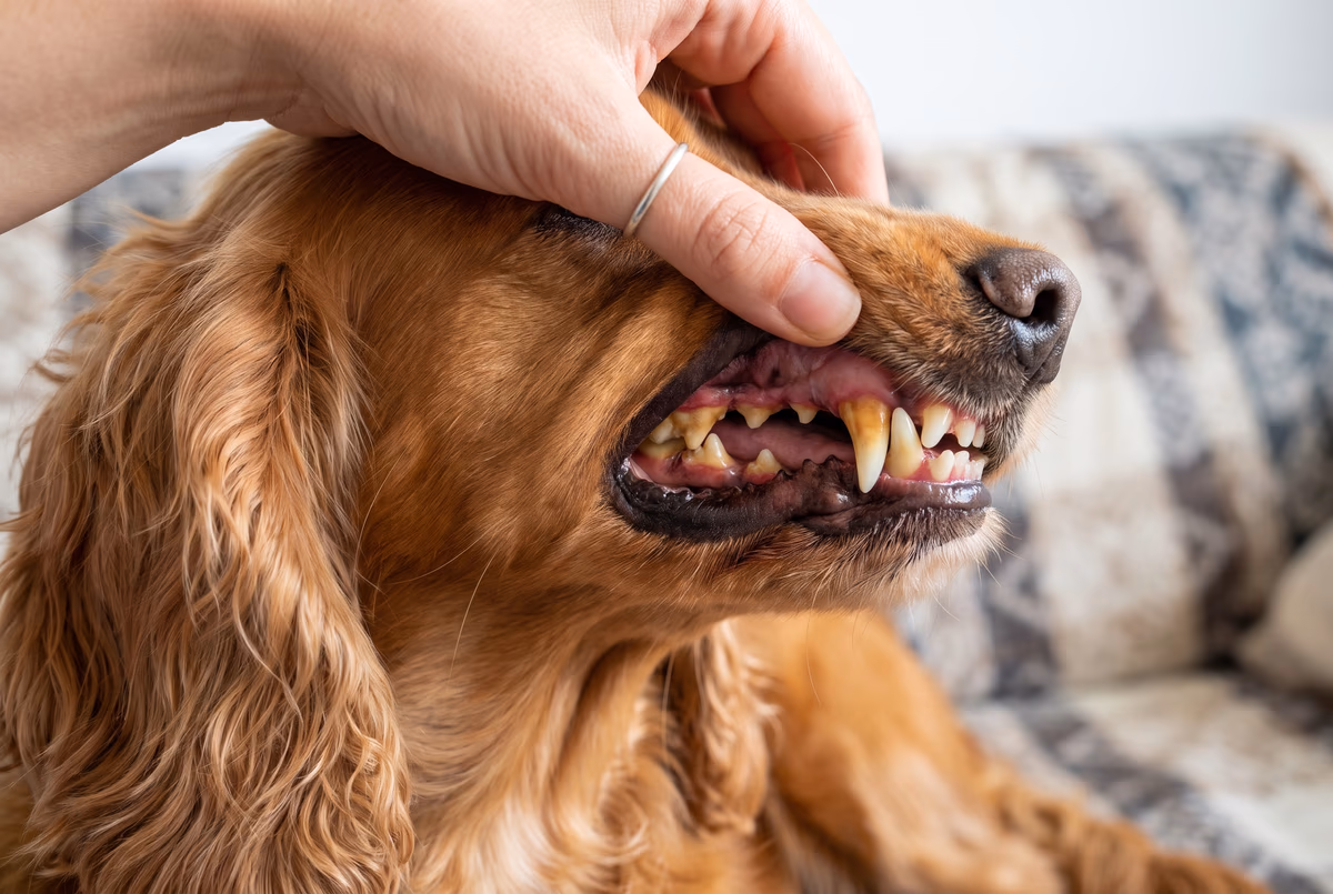 Vorher: Zahnstein und gerötetes Zahnfleisch beim Cocker Spaniel