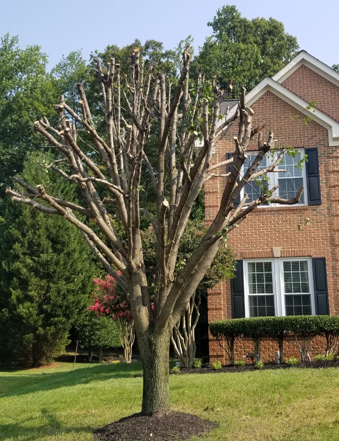 Bare tree with many branches pruned close to the trunk standing on a green lawn in front of a brick house with black shutters.