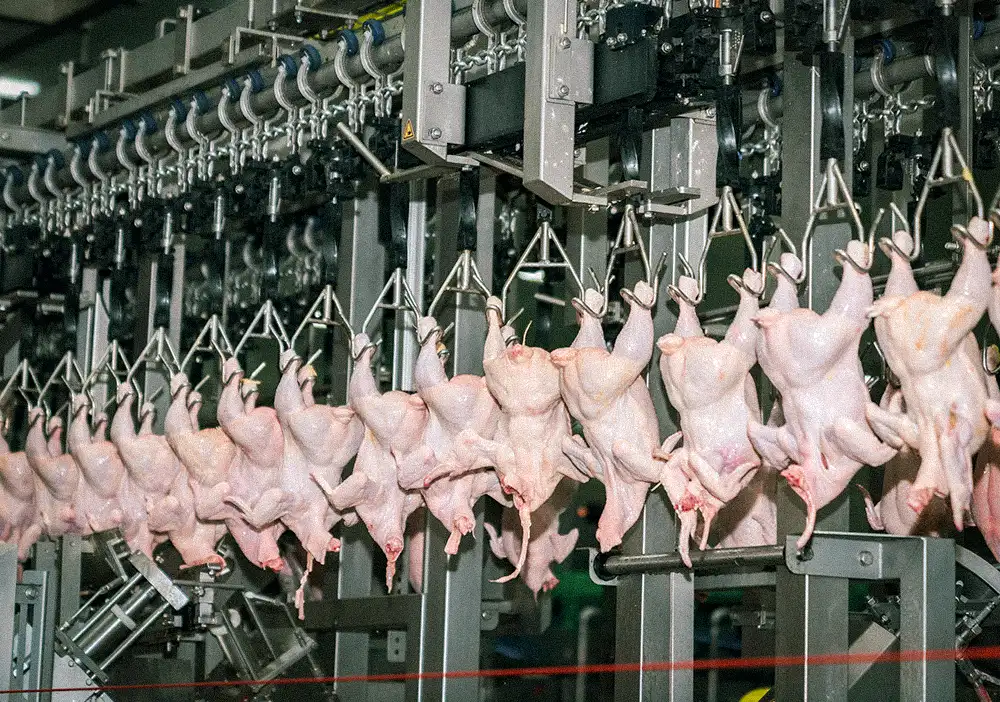 hanging chicken being processed
