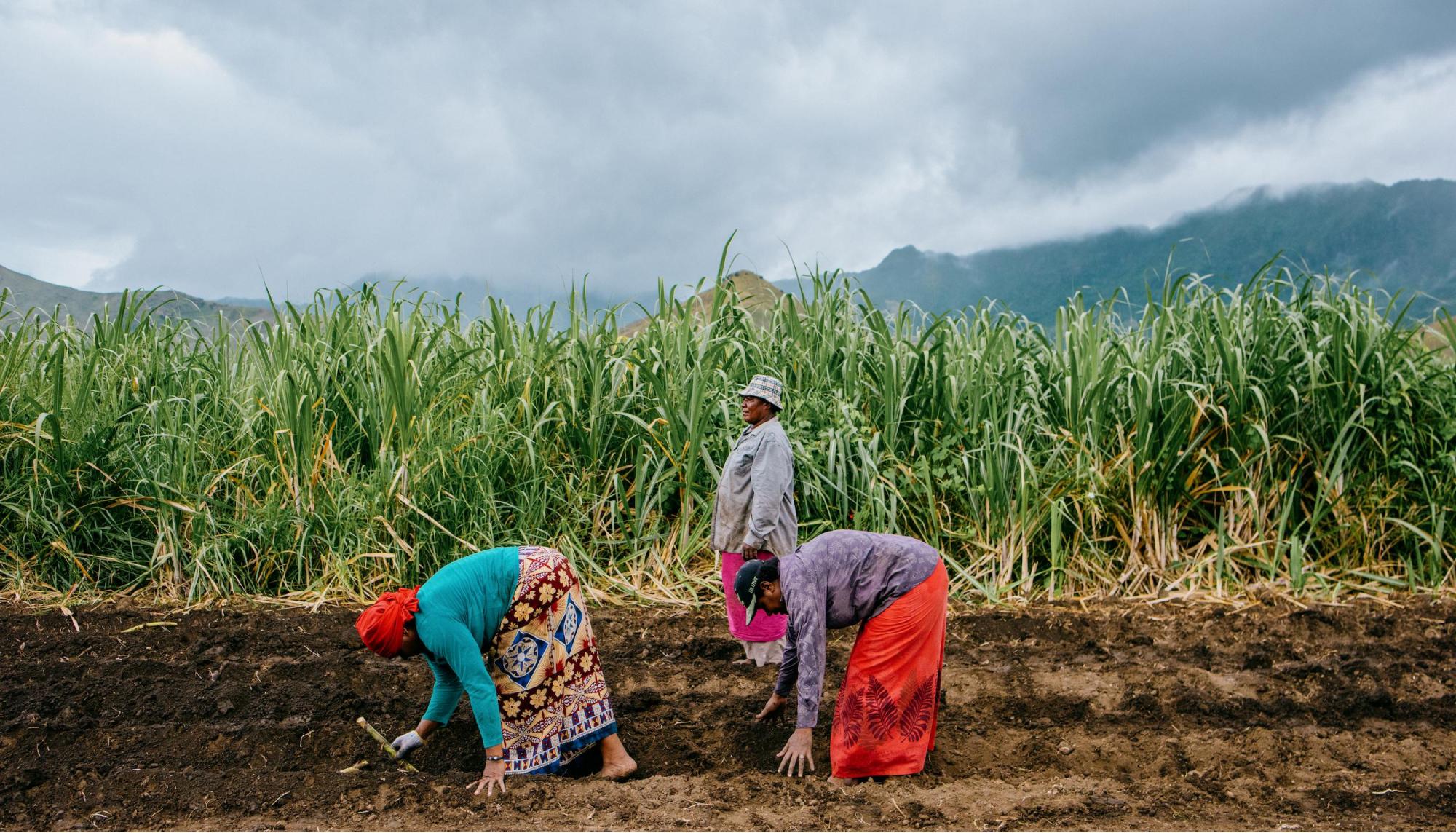 Women farming in the Pacific Islands