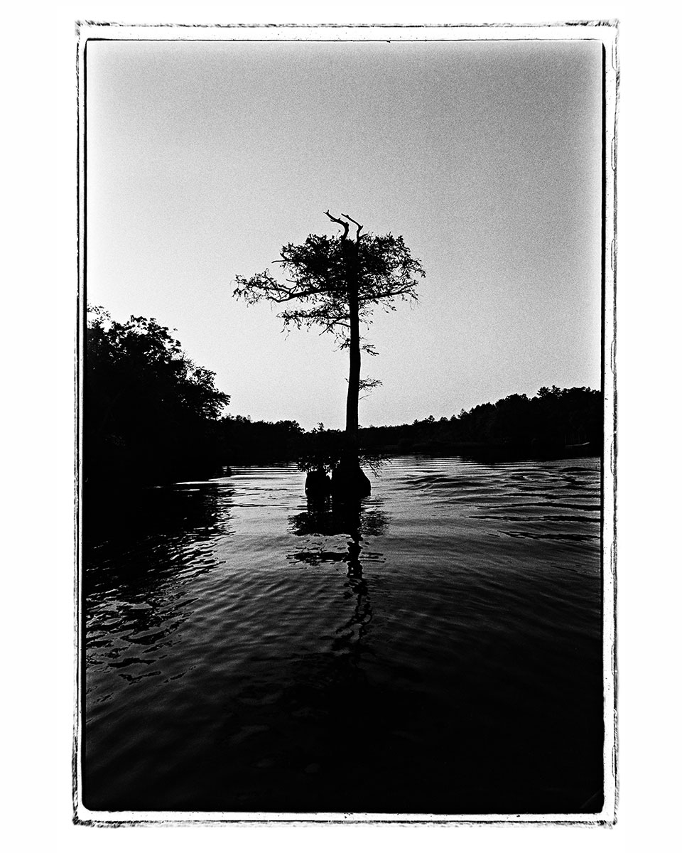 photo of cypress tree by Robert de Gast