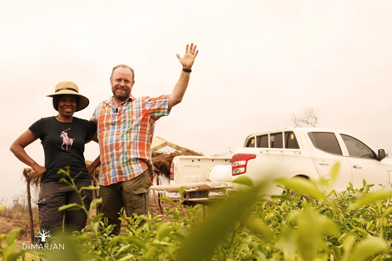 Regenerative agroforestry trees growing in Angola