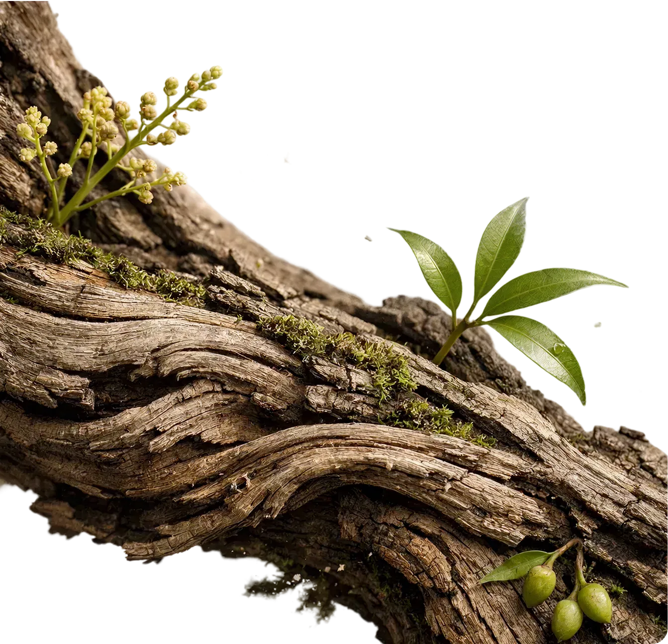 A close-up of twisted tree bark with green moss, young green leaves, buds, and small flower clusters.