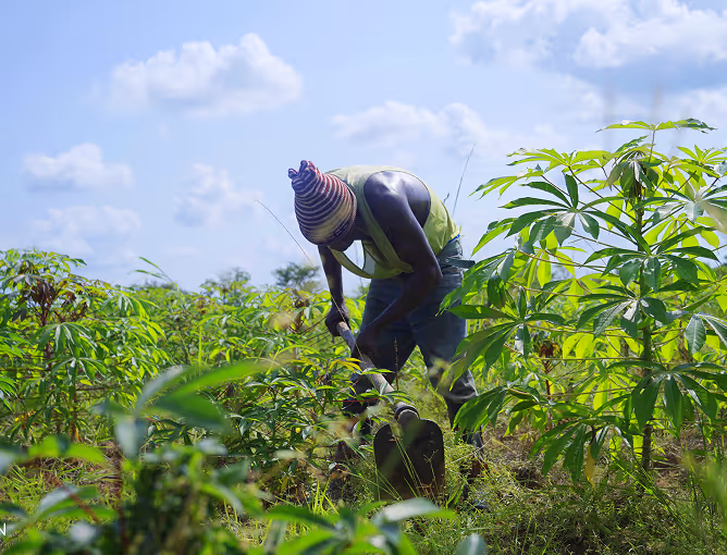 Satellite monitoring and MRV verification of carbon removal in Angola