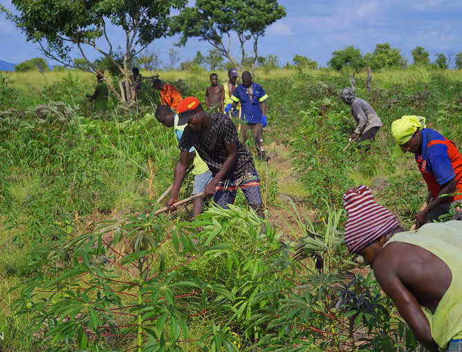 Community stewardship of agroforestry systems in Angola