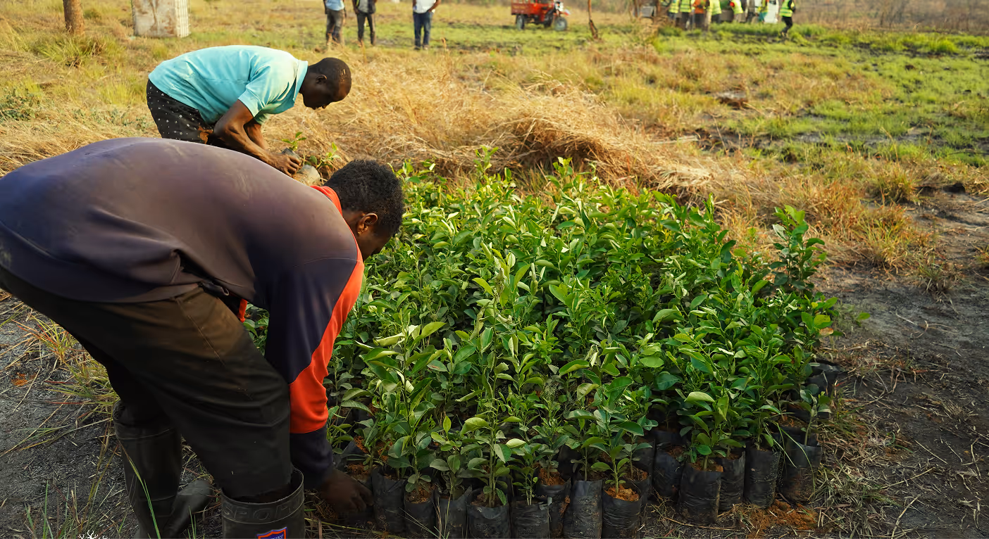 Land preparation and restoration for Dimarjan's agroforestry program