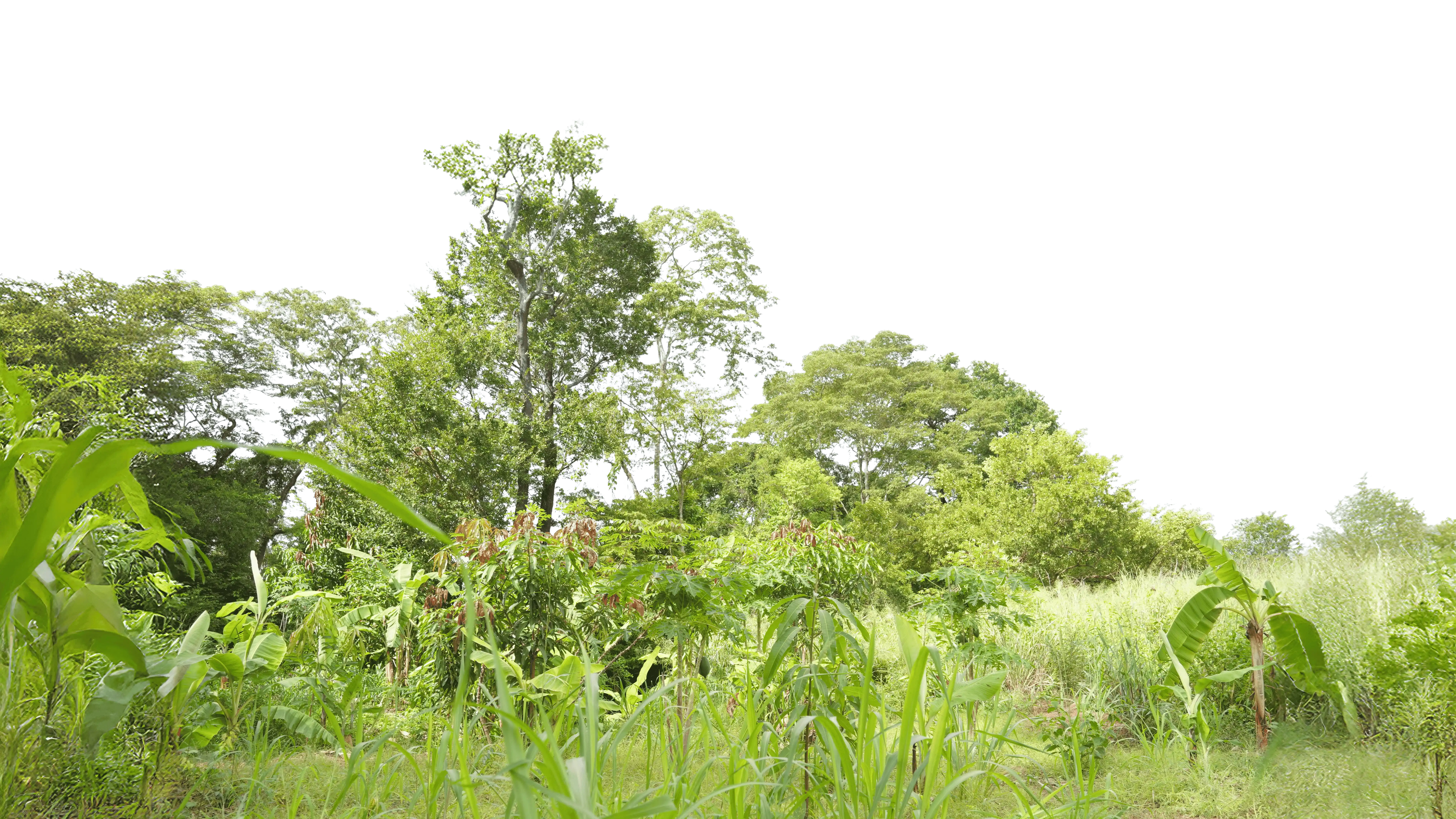 Regenerative agroforestry farm in Angola managed by Dimarjan