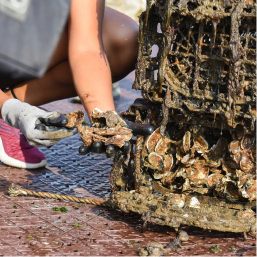 Gloved worker tending oysters growing on a recovered reef cage