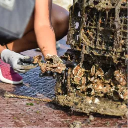 Gloved worker tending oysters growing on a recovered reef cage