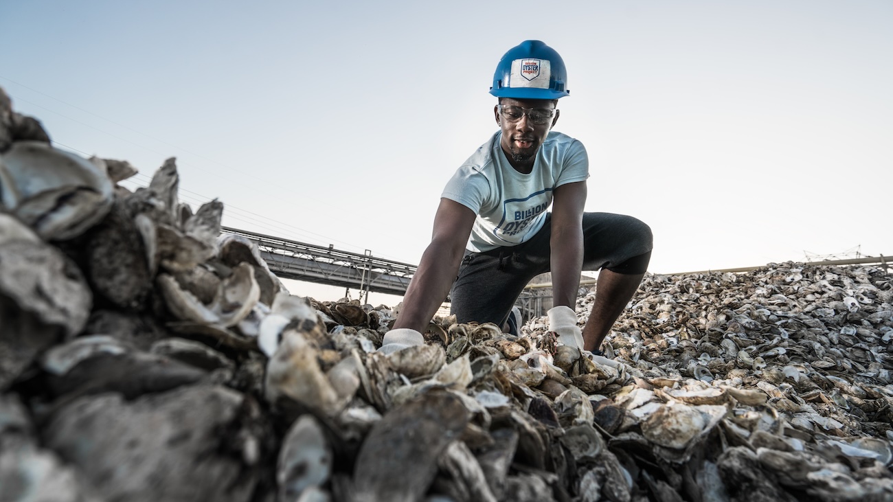 Worker in a Billion Oyster Project hard hat climbing a mountain of recycled oyster shells
