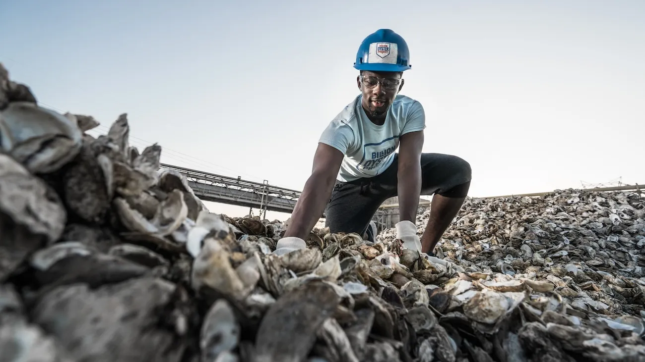 Worker in a Billion Oyster Project hard hat climbing a mountain of recycled oyster shells