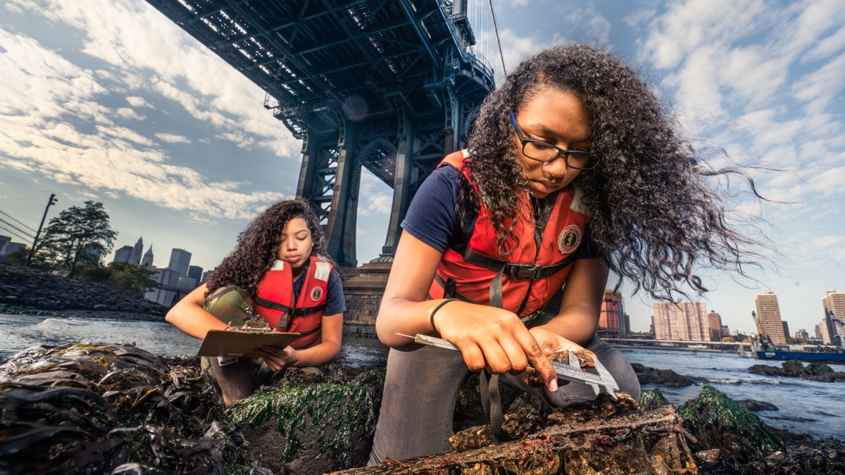 Students in life vests measuring oysters with calipers beneath the Manhattan Bridge